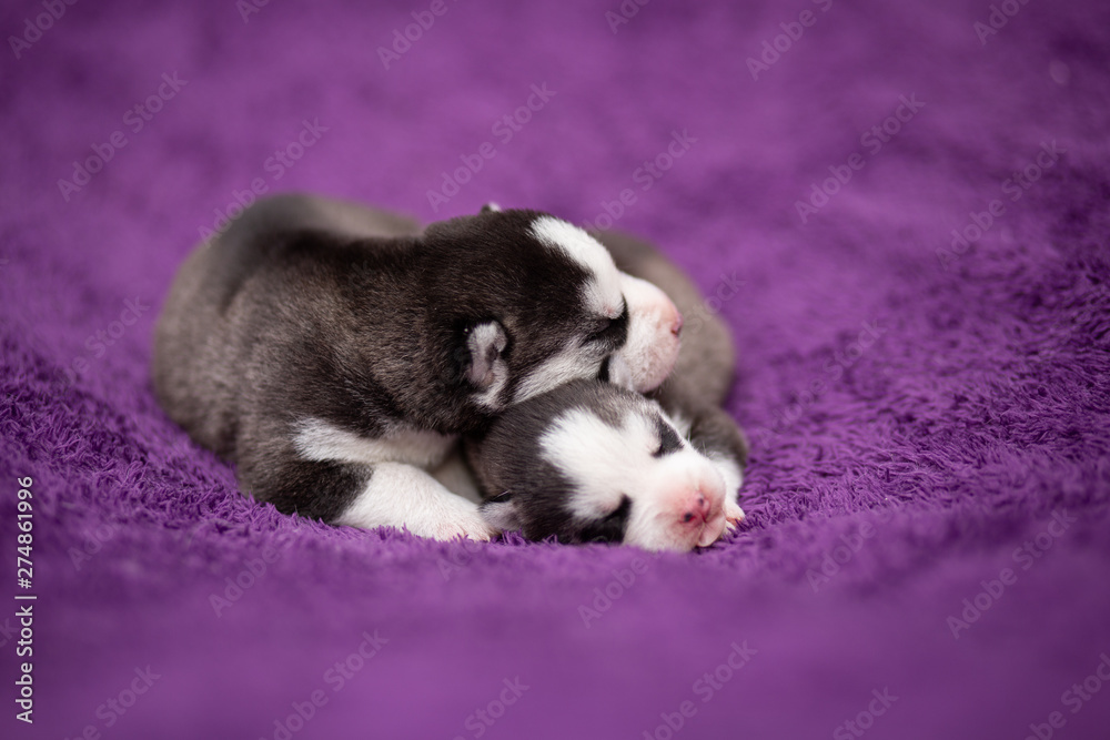 Obraz premium Husky puppies