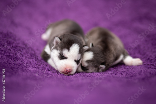 two husky puppies © martynanysk