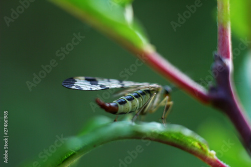 beautiful insect on garden leaves with blurred background
