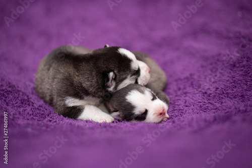 Husky puppies © martynanysk