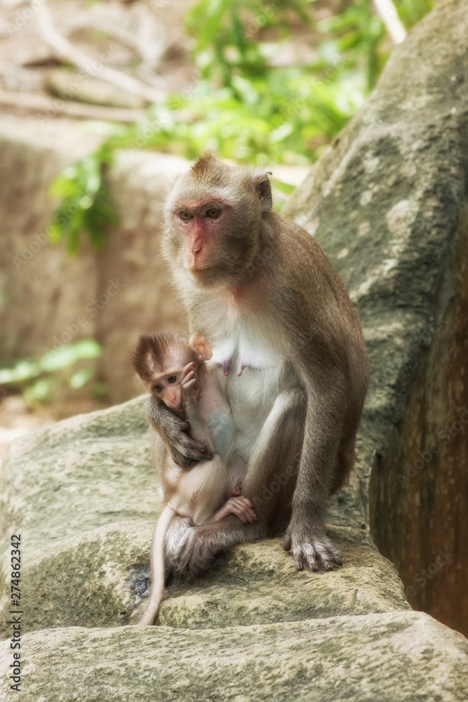 Cute Funny Monkey with Cub Face Portrait View in Natural Forest of Thailand