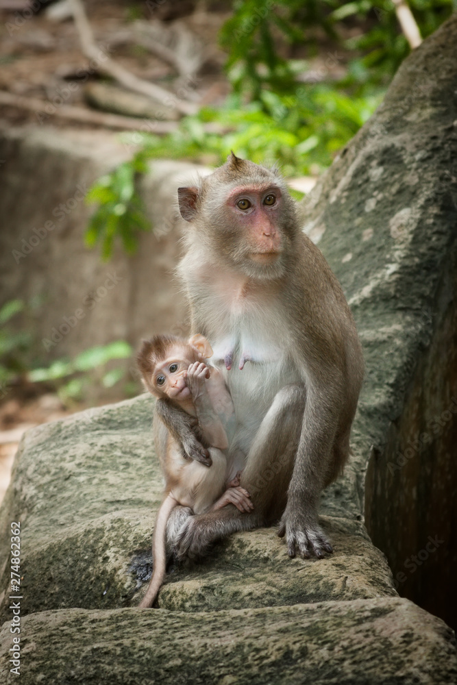 Cute Funny Monkey with Cub Face Portrait View in Natural Forest of Thailand