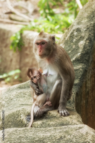 Cute Funny Monkey with Cub Face Portrait View in Natural Forest of Thailand