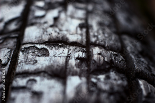 the unusual structure of the charred tree trunk