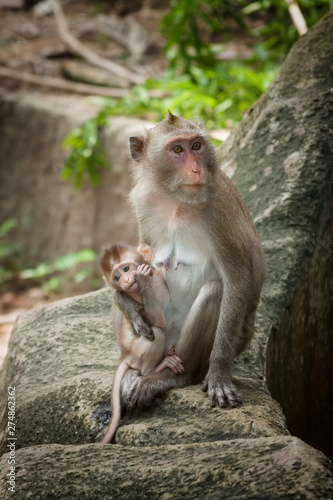 Cute Funny Monkey with Cub Face Portrait View in Natural Forest of Thailand © doomu