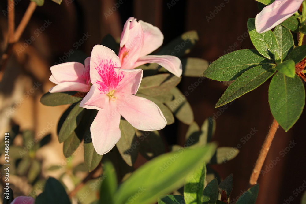 blooming flower in luang prabang (laos) blooming flower in luang prabang (laos)