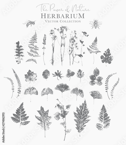Set of dried herbs and natural plants and bees - herbarium logo collection on white background photo