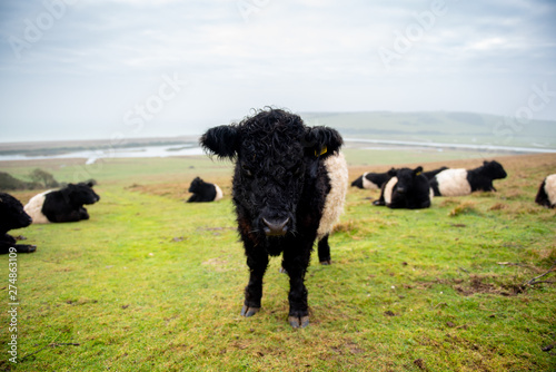 Cow Wildlife Cattle Farm England Fog