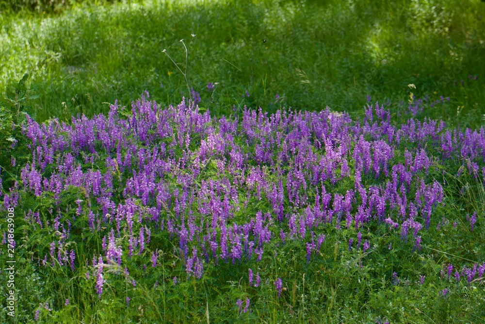 tapis de fleurs tapis de fleurs