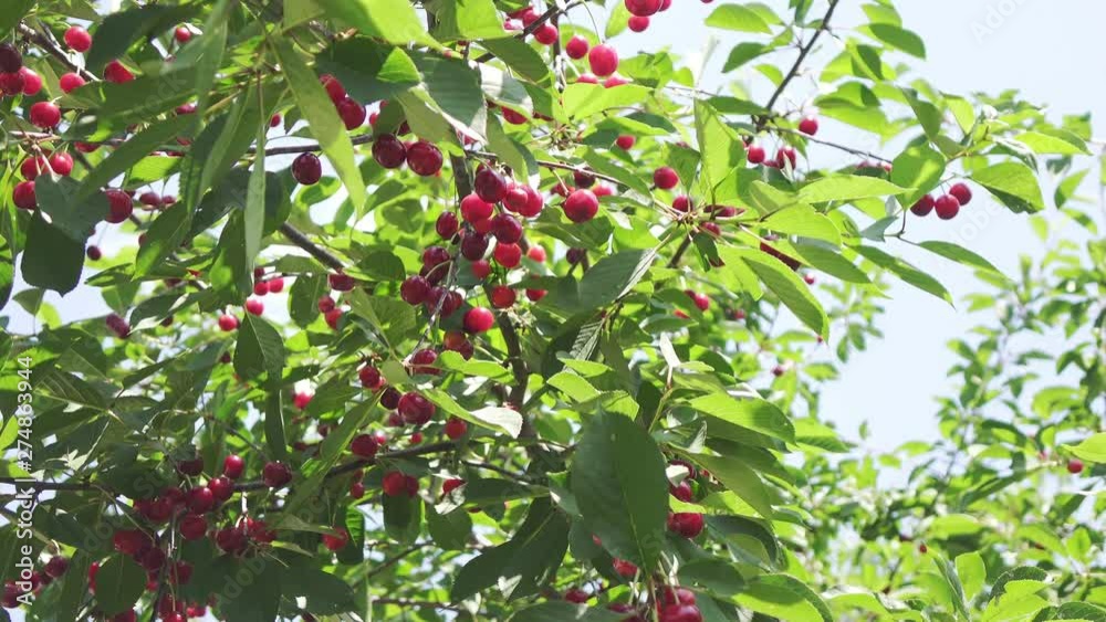 Cherry branches with fruits sway in the wind. Cherry branches with fruits sway in the wind.