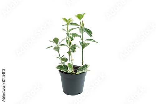 Little green and beautiful plant growing in brown flower pot