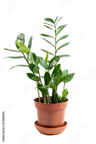 Plant growing in brown flowerpot isolated on white background