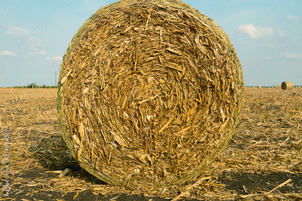 Large bale of hay, rural landscape after harvest, background for text on an agricultural theme Large bale of hay, rural landscape after harvest, background for text on an agricultural theme
