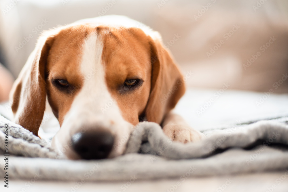 Beagle dog tired sleeps on a cozy sofa