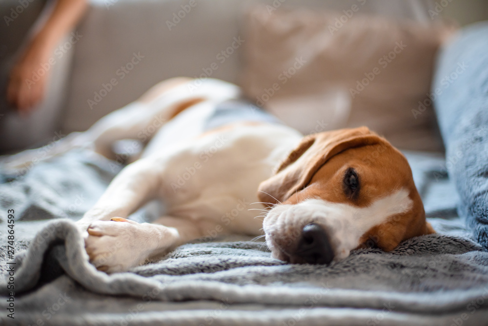 Beagle dog tired sleeps on a cozy sofa