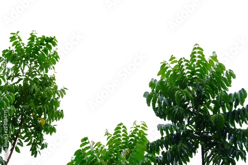 Tropical tree leaves on white isolated background for green foliage backdrop  © Oradige59