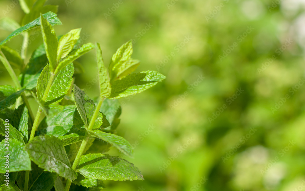 The fresh mint close up The fresh mint close up