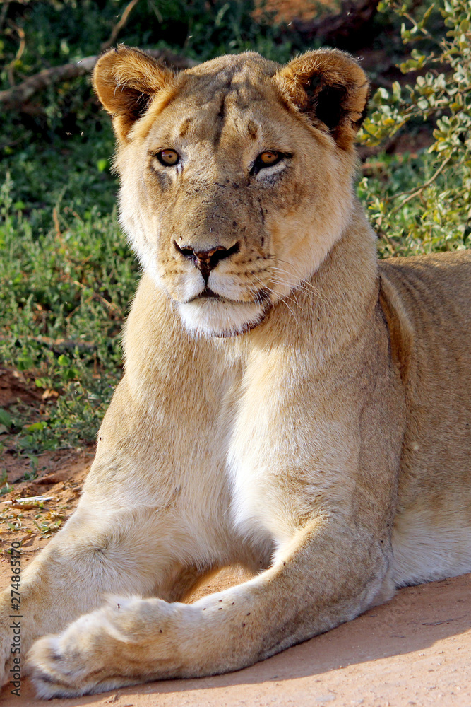 Gazing Lioness Gazing Lioness