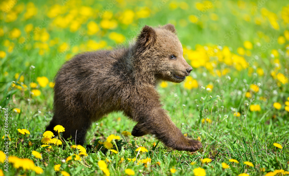 Fototapeta premium Cute little brown bear cub playing on a lawn among dandelions