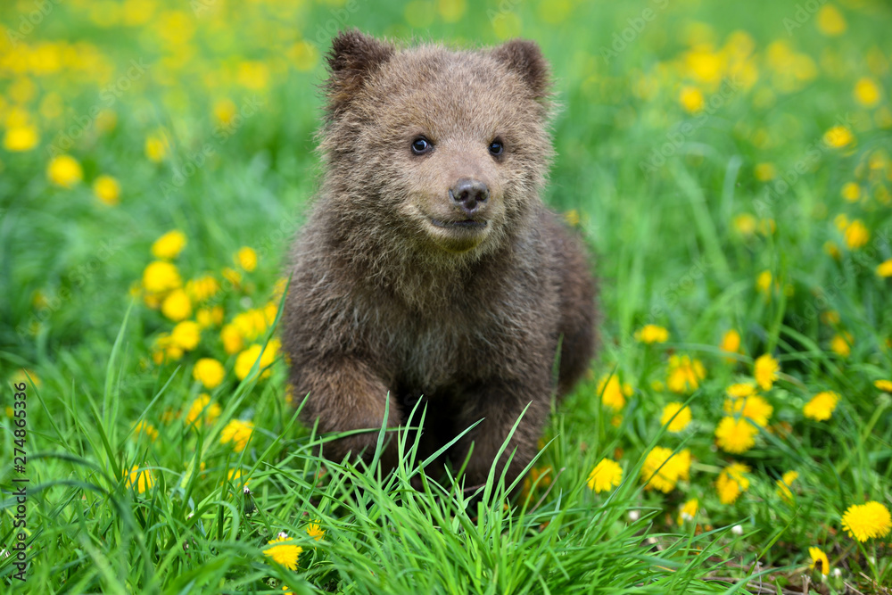 Fototapeta premium Cute little brown bear cub playing on a lawn among dandelions