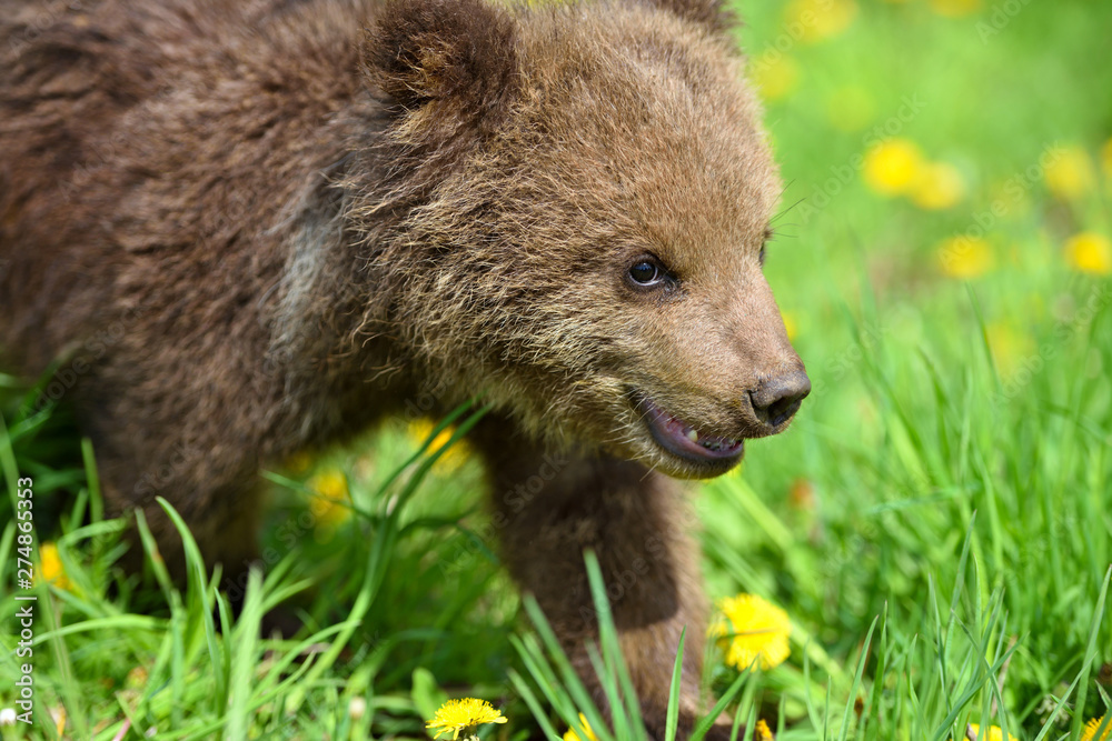 Fototapeta premium Cute little brown bear cub playing on a lawn among dandelions