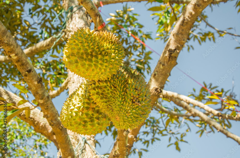 Fresh Mon Thong (code name D159) or Golden Pillow durian, king of tropical fruit, on its tree Fresh Mon Thong (code name D159) or Golden Pillow durian, king of tropical fruit, on its tree