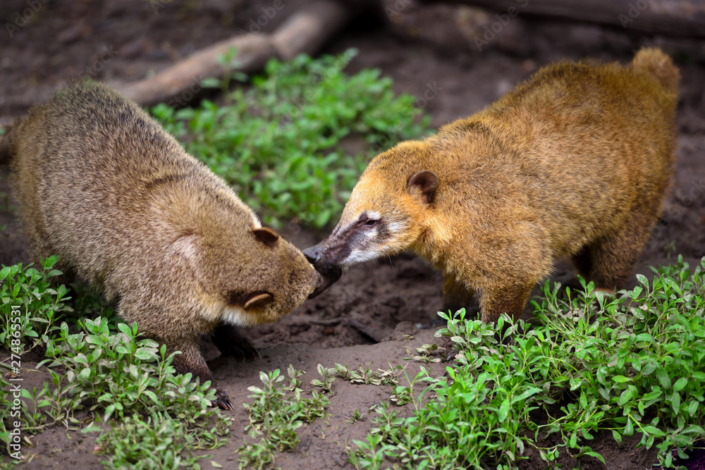 South American Coati (Nasua), wild animals looking like raccoon South American Coati (Nasua), wild animals looking like raccoon