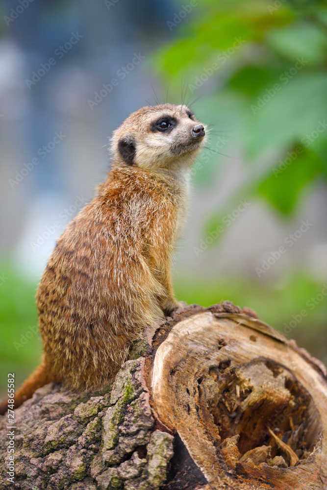 Fototapeta premium Meerkat family member (Suricata suricatta) on guard