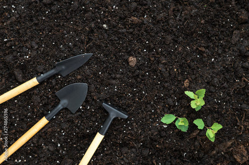 Set gardening tools, rake, shovel and small green leafy plants on black soil ground with copy space