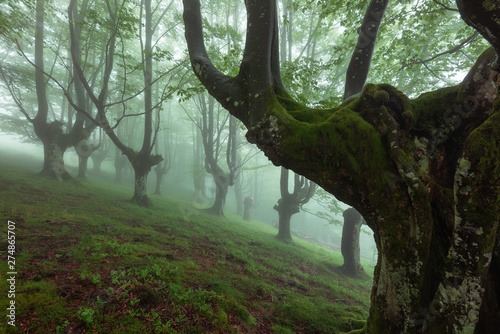 Belaustegi beech forest, Gorbea Natural Park, Vizcaya, Spain