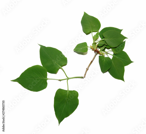 lilac young green leaves isolate white background