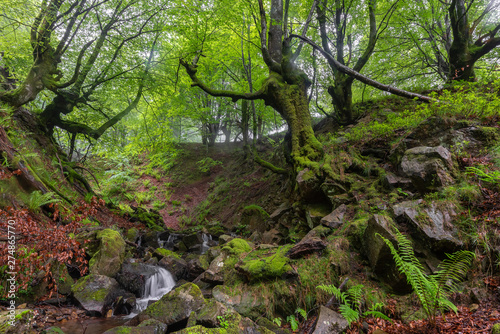 Belaustegi beech forest  Gorbea Natural Park  Vizcaya  Spain