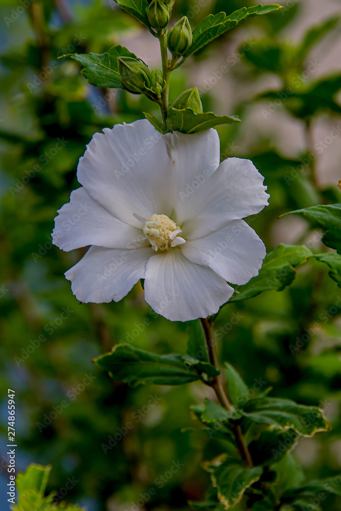Obraz premium Гибискус белый