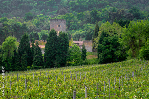 Vineyard with Loizaga Tower as background, Vizcaya, Spain photo
