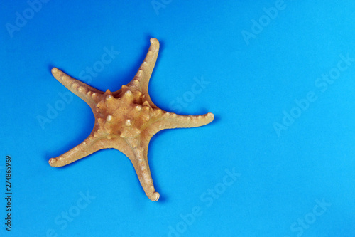 Sea star. Sea starfish on blue background. Summer vacation and holiday travel concepts. Part of set.