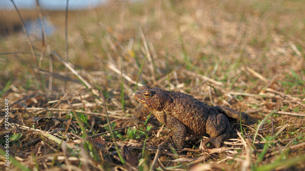 Toad tailless amphibian on the grass. Bufonidae Toad tailless amphibian on the grass. Bufonidae