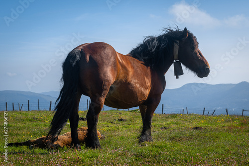 Horse in Oiz mountain  Basque Country  Spain