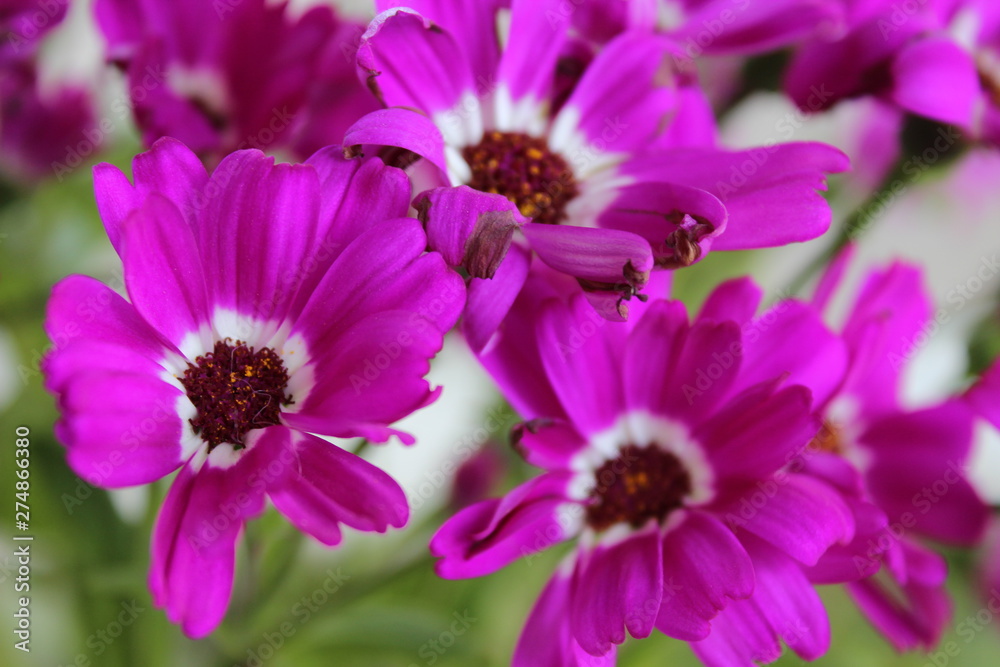 Obraz premium Cosmos flower closeup