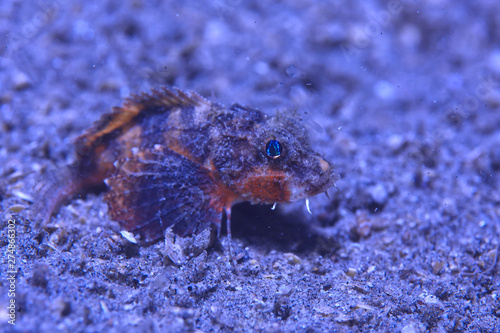 scorpion underwater photo / underwater view of the landscape, beautiful poisonous fish