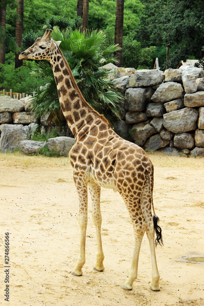 Obraz premium Little giraffe