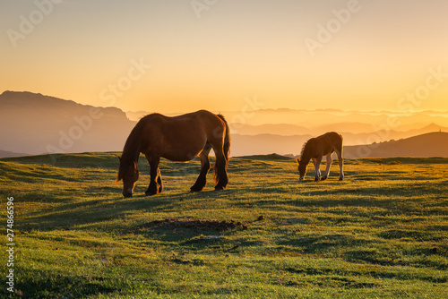 Tablou pe pânză Horses in Urkiolamendi mountain, Vizcaya, Spain