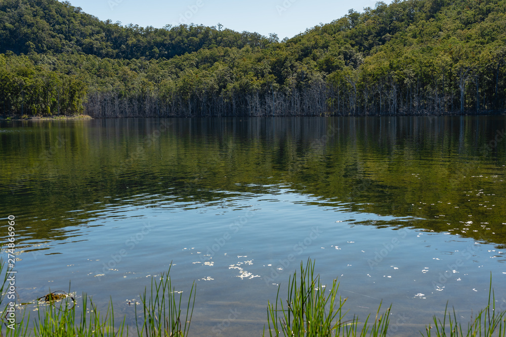Fototapeta premium lake in the forest eucalyptus trees Australia