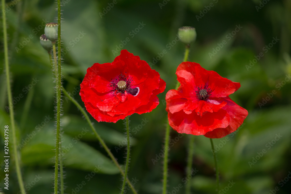 Red poppys in a meadow close-up. Flower Red poppys in a meadow close-up. Flower