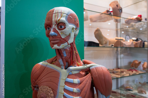 Human internal organs dummy, training dummy, detail of the uscular system. Healthcare concept