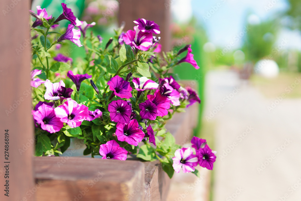 Purple flowers in pots in a summer Park on a Sunny day