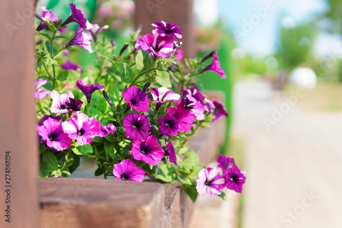 Fototapeta Naklejka Na Ścianę i Meble -  Purple flowers in pots in a summer Park on a Sunny day