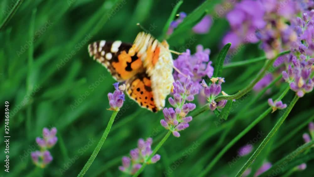 Beautiful butterfly on a flower. Summer field. Slow motion shot. Beautiful butterfly on a flower. Summer field. Slow motion shot.