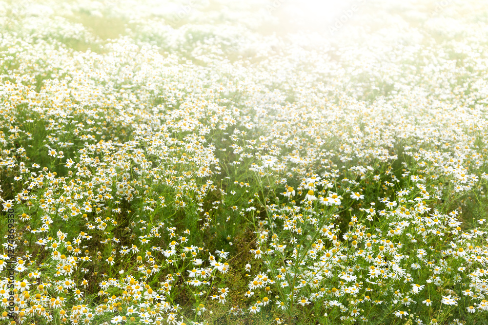 Blooming camomile flowers on a sunset. Medical chamomille.