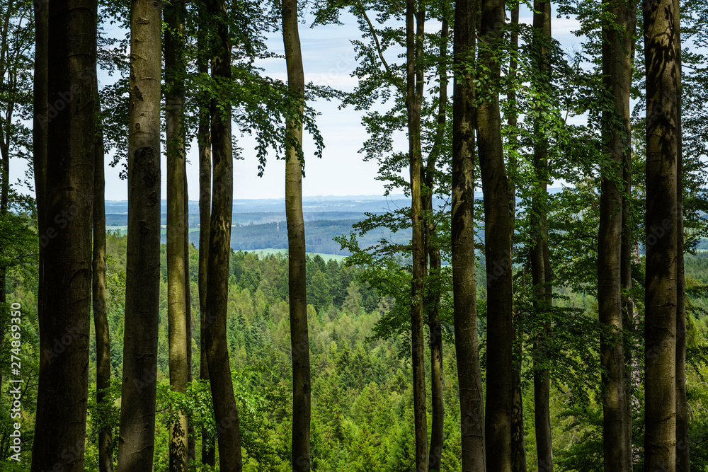 Fototapeta premium Beech forest in summer day