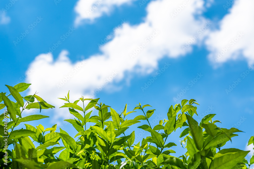 Nature lafe with bluesky and cloud